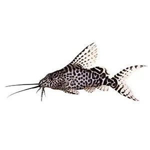 API Tropical PELLETS Sinking Pellets Fish Food - product information 5