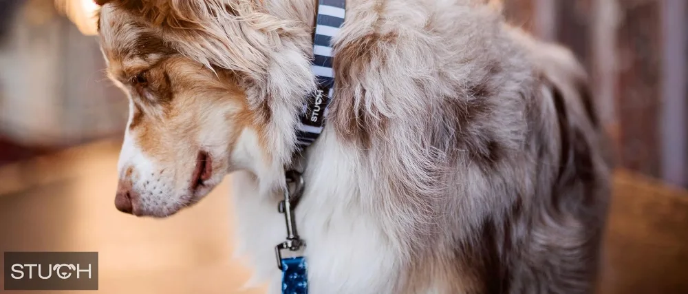STUCH dog harness - adjustable nylon harness - padded - for small medium and large dogs color: beige size: L Beige L - Mira