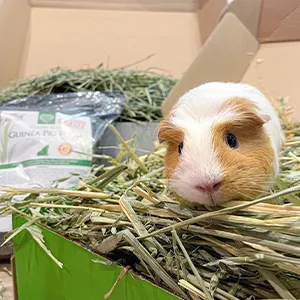 Small Pet Select 2nd Cutting Perfect Blend Timothy Hay Pet Food - product information 6