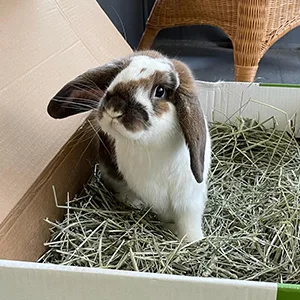 Small Pet Select 2nd Cutting Perfect Blend Timothy Hay Pet Food - Rabbit in the box