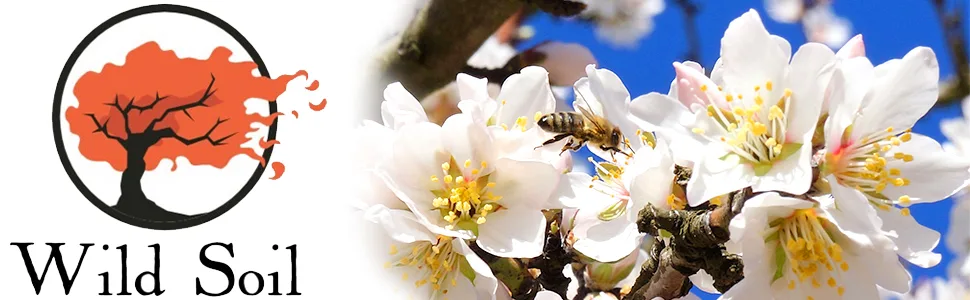 Wild Soil Beyond Almonds – 20% Higher Protein Than Other Almonds Distinct and Superior to Organic Raw - bulk pounds organic raw wild soil almond sprouted whole natural nuts unsalted probiotics organic