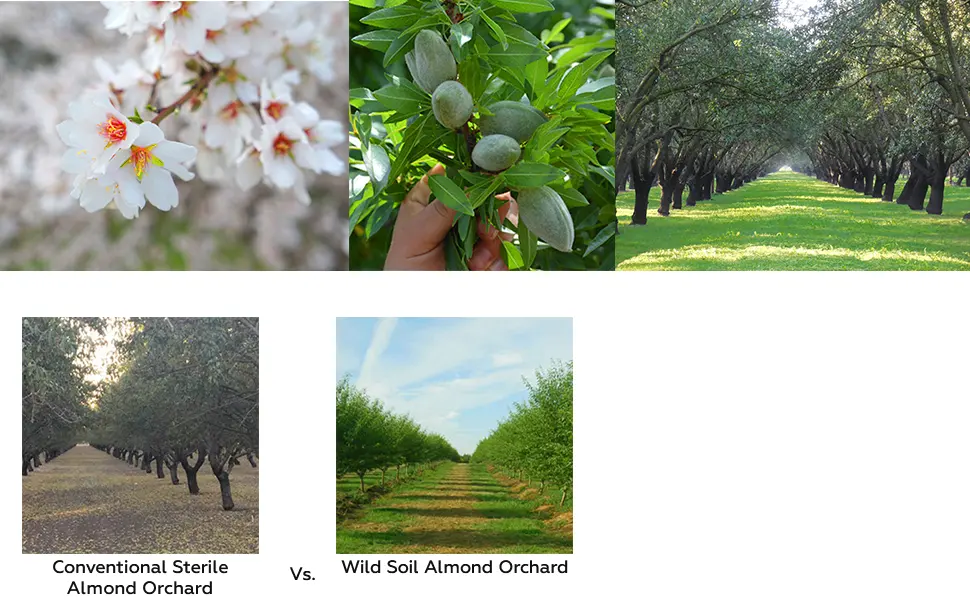 Wild Soil Beyond Almonds – 20% Higher Protein Than Other Almonds Distinct and Superior to Organic Raw - bulk pounds organic raw wild soil almond sprouted almendras whole natural nuts 3 Lbs 1.5 Lbs