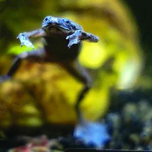 API Turtle Products: Sludge Remover to Clean Aquarium Water Conditioner to Make Tap Water Safe for Turtles TURTLEFIX Remedy to treat bacterial infections and repair damaged tissue - African Dwarf Frogs API brand