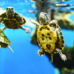 API Turtle Products: Sludge Remover to Clean Aquarium Water Conditioner to Make Tap Water Safe for Turtles TURTLEFIX Remedy to treat bacterial infections and repair damaged tissue - turtle API brand aquarium
