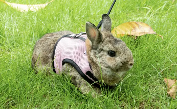 Niteangel Adjustable Soft Harness with Elastic Leash for Rabbits - product information 5