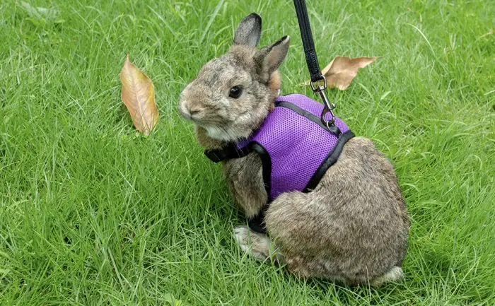 Niteangel Adjustable Soft Harness with Elastic Leash for Rabbits - product information 6