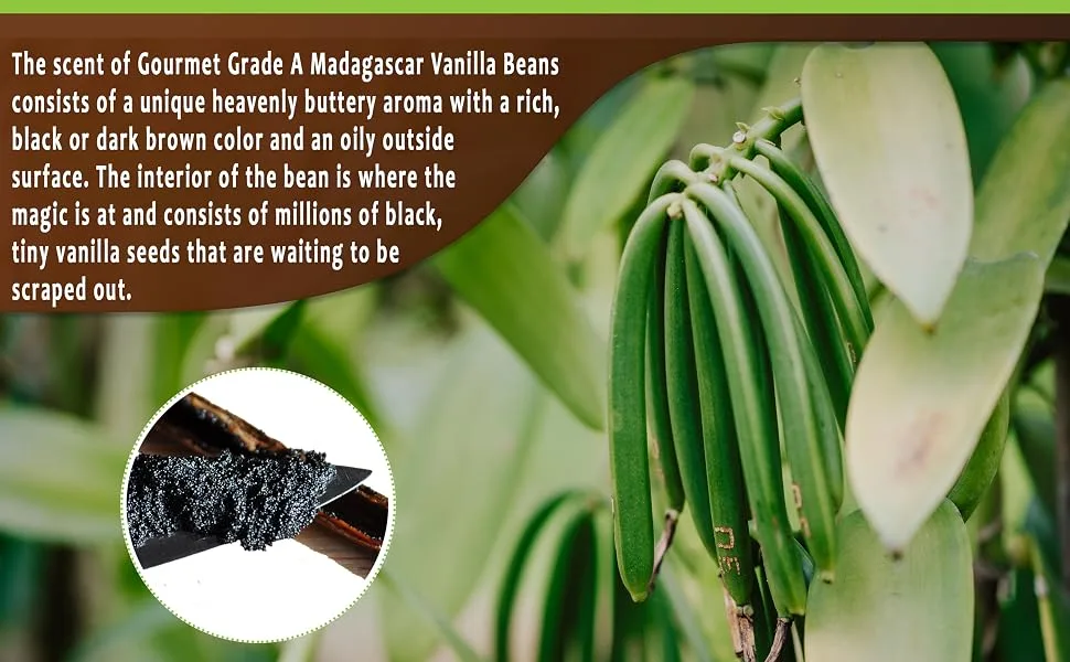 10 Madagascar Vanilla Beans Whole Grade A Vanilla Pods for Vanilla Extract and Baking - Fresh vanilla beans real extract baking cook vanilla sticks bulk Madagascar Tahitian bourbon