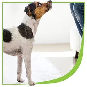 Nutramax Laboratories Dasuquin with MSM Soft Chews - Small terrier looks up with a concerned face