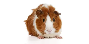 Guinea Habitat Guinea Pig Cage by Midwest - care