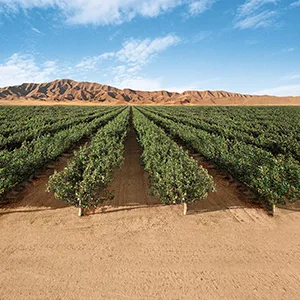 Wonderful Pistachios No Shells Roasted & Salted 24 Ounce Resealable Bag - pistachio field