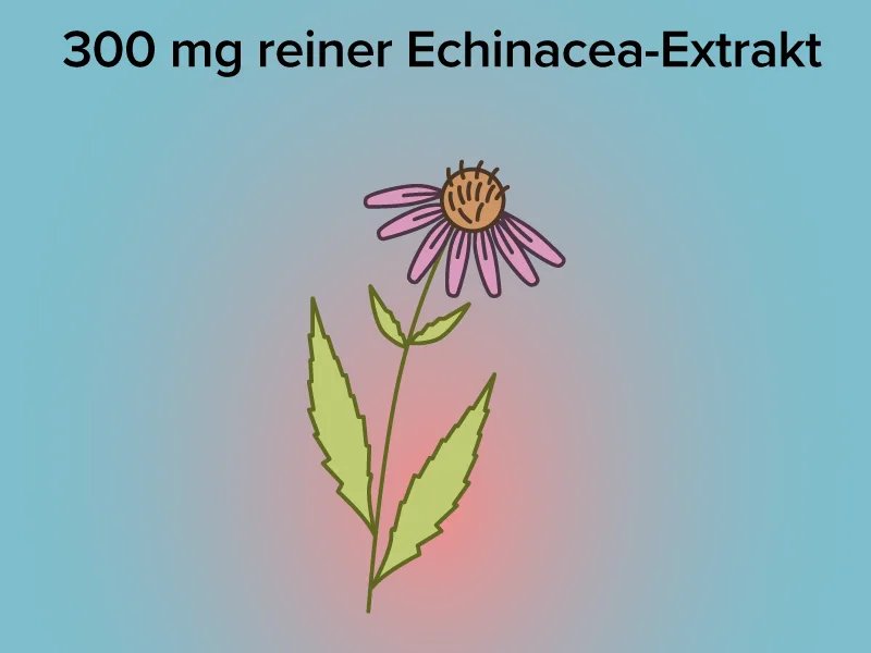 Echinacea capsules - high -dose - 300 mg echinacea root extract (10: 1) - Quality from Germany - extract without additives - vegan - laboratory test - for immune system & defenses - VitamineULE  - 300 mg reiner Echinacea-Extrakt