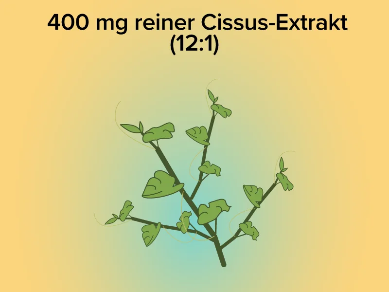 Cissus quadrangularis capsules - high -dose - 400 mg blatt extract (12: 1) - corresponds to 4800 mg leaf powder - quality from Germany - vegan - extract without additives - laboratory test - vitamine LL  - 400 mg reiner Cissus-Extrakt