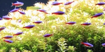 Seachem Prime Fresh and Saltwater Conditioner - Chemical Remover and Detoxifier - Prime