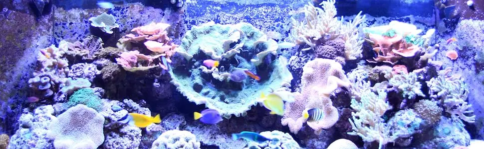 Seachem Prime Fresh and Saltwater Conditioner - Chemical Remover and Detoxifier - Prime