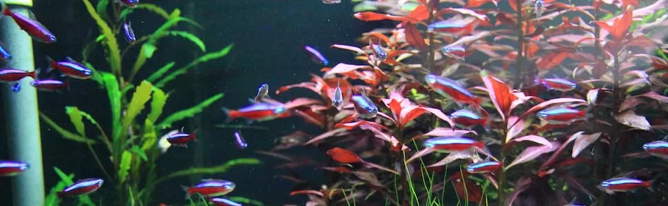 Seachem Prime Fresh and Saltwater Conditioner - Chemical Remover and Detoxifier - Prime