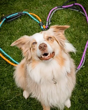 FLOXIK RUTICATIONS ELASTIC SLEAR for medium -sized dogs |Bungee linen extension for every dog leash |Ideal for jogging cycling and walking black - floxik header