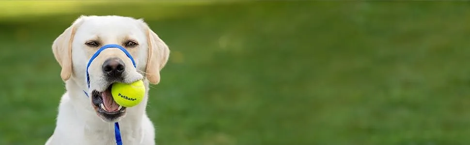 PetSafe Gentle Leader Headcollar No-Pull Dog Collar – Perfect for Leash & Harness Training - gentle leader, head collar, not a muzzle, fit correctly, stop pulling, no pull solution, train dog