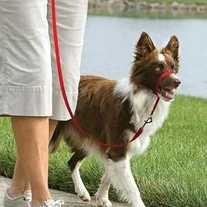 PetSafe Gentle Leader Headcollar No-Pull Dog Collar – Perfect for Leash & Harness Training - Petsafe, dog, harness, easysport, easy, sport, outdoor, chest