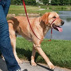 PetSafe Gentle Leader Headcollar No-Pull Dog Collar – Perfect for Leash & Harness Training - Petsafe, easysport, harness, no pull, pulling, dog, collar, leash
