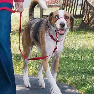 PetSafe Gentle Leader Headcollar No-Pull Dog Collar – Perfect for Leash & Harness Training - Petsafe, easysport, harness, no pull, pulling, dog, collar, leash