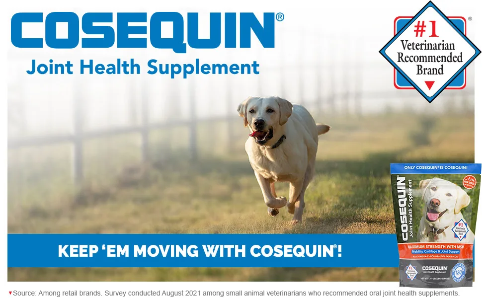 Nutramax Laboratories COSEQUIN Maximum Strength Joint Supplement Plus MSM - with Glucosamine and Chondroitin - for Dogs of All Sizes - Active male Labrador Retriever running through a field exercising his joints