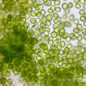 Spirulina Chlorella Pressing - 480 algae tablets - 100% natural organic spirulina and chlorella 2 superfoods - combined for approx. 1-2 months - Mikroalge Clorella vulgaris