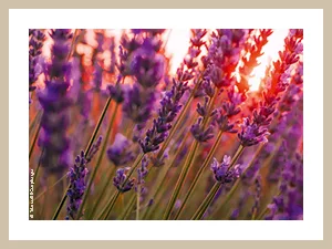 Allg uQuelle Sauna infusion with 100% organic oils deep relaxation lavender cedar mandarin 100ml - Lavendel