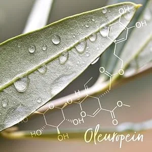 Oliveblatte extract capsules high -dose - 120 capsules with 750 mg per day - olive leaf extract with 300 mg oleuropein - is enough for 2 months - vegan - Oleuropein