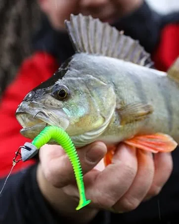 Angel-Berger Magic Baits Ready to Fish Complete Helicopter Rig Assembly - Barsch mit Gummifisch im Maul