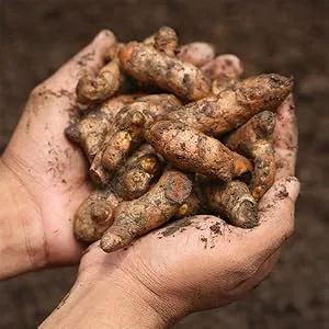 Effective nature - Curcumin forte capsules - 60 capsules - natural extract from the turmeric root - very high bioavailability through micelle technology - Kurkumawurzel
