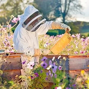 Bee & you propolis tincture drops extract water -soluble 10 % (30 ml) without alcohol liquid liquid standardized no additives also suitable for children and animals comparison winner 2022 % 10 propolis - propolis tinktur bio propolis tropfen propolis kinder bienenwachs immunsystem stärken kinder
