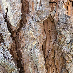 Pine bark extract highly dose - original pycnogenol - with vitamin C from the acerola cherry - 60 vegan capsules - enough for two months - vegan - pinienrinde extrakt pinienrindenextrakt kieferrindenextrakt kiefernrinden pinienextrakt arginin