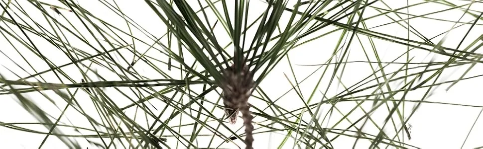 Corrres Black Pine Concealer BPC2 - Black Pine