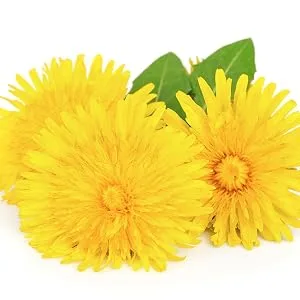 Dandelion capsules - 500mg dandelion root extract per capsule - HIGH DOSE - 10x concentrated - VEGAN - 90 capsules - product information 13