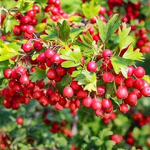 sovita Med hawthorn tablets hawthorn capsules cardiovascular tablets 240 capsules - weissdorn