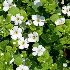 Fairvital | Memory Formula - HIGH DOSE - VEGAN - 60 capsules - with Brahmi (Bacopa Monnieri) Ginkgo and more - Gedächtnis Formel