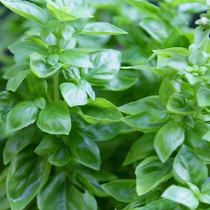 Frontier Co-op Organic Cut & Sifted Sweet Basil Leaf 1lb 1 Pound (Pack of 1) - ORGANIC FROM EGYPT