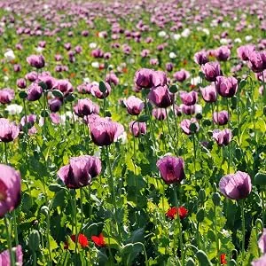 Frontier Co-op Organic Whole Poppy Seed 1lb - poppy