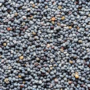 Frontier Co-op Organic Whole Poppy Seed 1lb - POPPY SEED