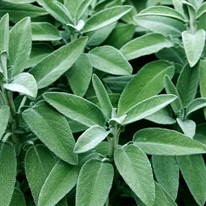 Frontier Co-op Organic Rubbed Sage Leaf 1 lb - ORGANIC FROM ALBANIA