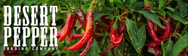 Desert Pepper Trading Con Queso Chile, Medium, 16-Ounce (6 Pack) - desert pepper trading company