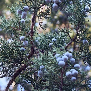Frontier Co-op Juniper Berries, Whole, 1.28 Ounce Bottle, Certified Organic, Kosher, Non-Irradiated | Juniperus communis L. 1.28 Ounce (Pack of 1) - Juniper Berries
