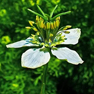 Health Logics Black Seed Oil, Cold Pressed, Rich Source of Omega 6 & 9 Essential Fatty Acids, from Nigella Sativa (100 Soft Gel Capsules) - Flower