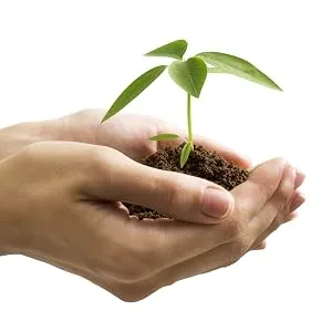Buddba Teas Raspberry Leaf Tea - OU Kosher, USDA Organic, CCOF Organic, 18 Bleach-Free Tea Bag - Tree in hand