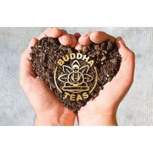 Buddha Teas Organic Senna Tea - OU Kosher, USDA Organic, CCOF Organic, 18 Bleach-Free Tea Bags - product information 4
