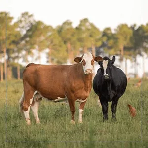 Epic Bacon Bits Hickory Smoked, 3 Ounce - Cows eating grass, EPIC snack bars are made from real animal protein