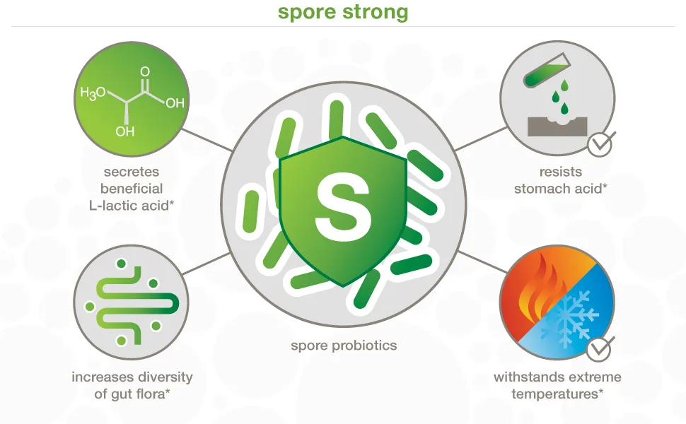 Youtheory Spore Probiotic Powder Advanced 3.45 oz. (1 Bottle) No Refrigeration Required - spore, probiotic diagram