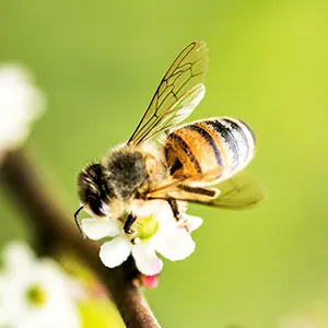 BEE HARMONY American Berry Honey, 12 OZ - product information 4