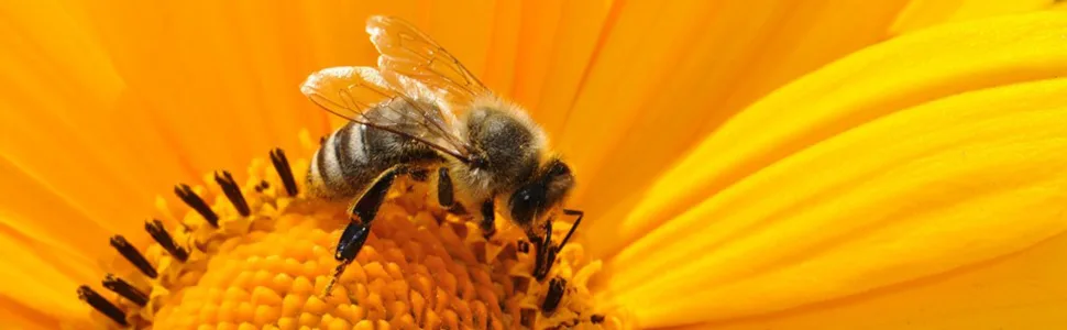 Local Hive Authentic Clover Raw & Unfiltered Honey, 16oz - bees