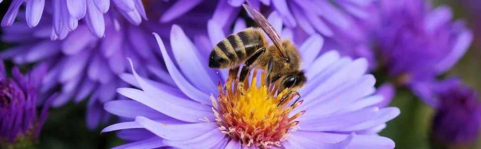 Local Hive Authentic Clover Raw & Unfiltered Honey, 16oz - honey bee